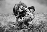 604 - FIGHTING WITH CALF - TAM KAM CHIU - canada <div
